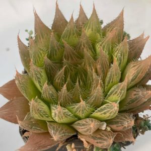 Haworthia bolusii