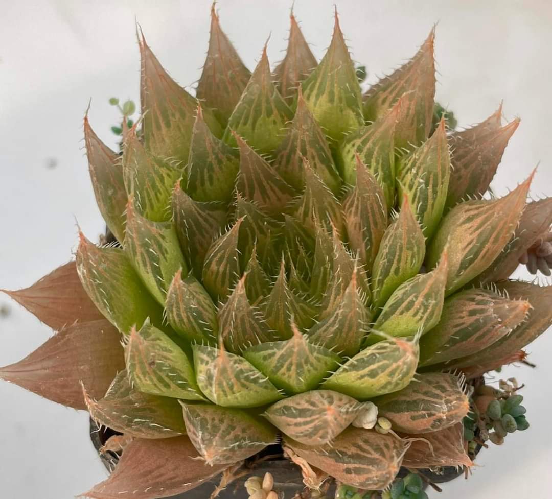 Haworthia bolusii