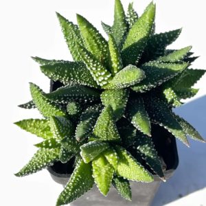 Haworthia cv. " Enon"