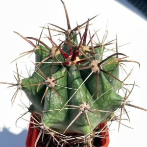 Ferocactus horridus