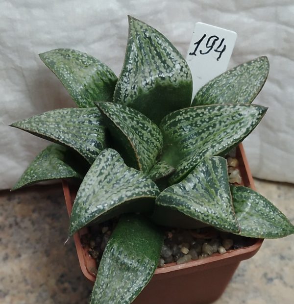 IMG-5f67eae0c688d5822ef38e9c8891b064-V