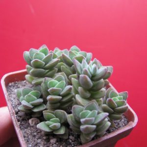 Crassula velutina