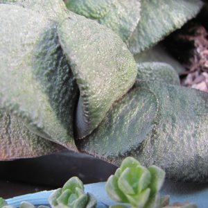 Gasteria armstrongii x Barberton    hybr.