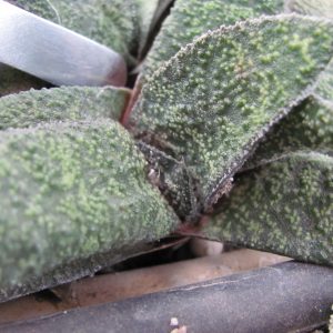 Gasteria Little warty  hybr.