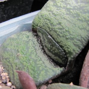 Gasteria armstrongii x Dudon  hybr.