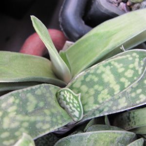 Gasteria liliputana hybr.   2 гибрида вместе