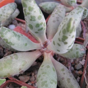 Adromischus festivus