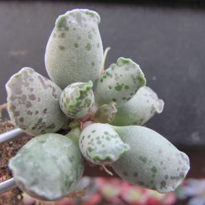 Adromischus Silver Tubes