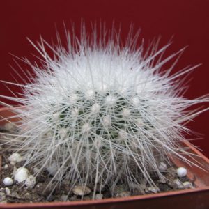Echinomastus macdowellii