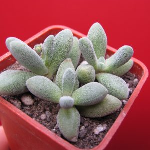 Crassula namaguensis