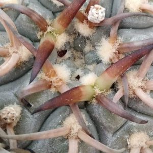 Gymnocalycium asterium -super spines- seeds- cемена- s