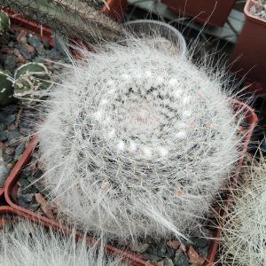 Mammillaria hahniana -s