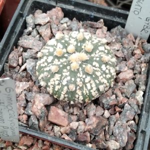 Astrophytum asterias cv."Supercabuto" -s