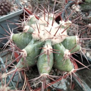 Echinocactus platyacanthus DJF623 -MG- s