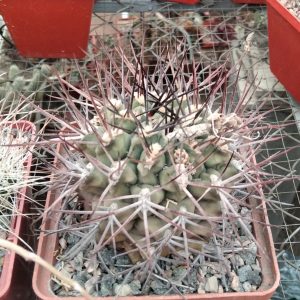 Gymnocalycium delaetii -s