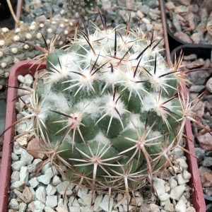 Coryphantha kracikii -s