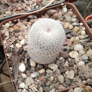 Epithelantha micromeris -s