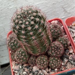Lobivia aurea v. schaferi -s
