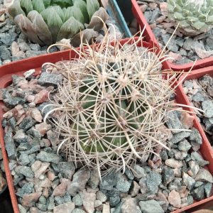 Ancistrocactus tobuschii -MG-rare- s