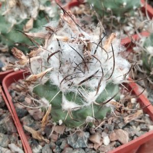 Turbinicarpus klinkerianus SB275 -s