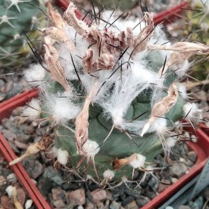 Turbinicarpus hybr.-s