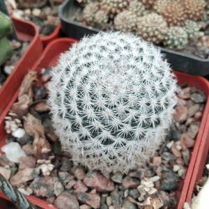 Mammillaria albata -s