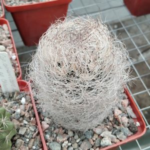 Neoporteria senilis -s