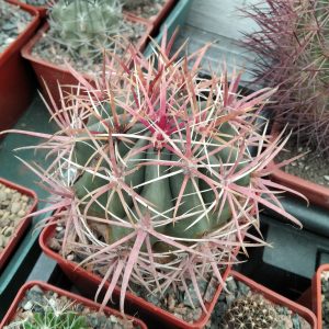 Ferocactus gracilis v. coloratus -s