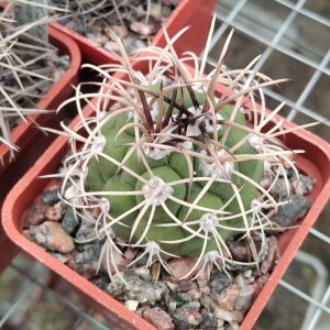Gymnocalycium tilcarense -s