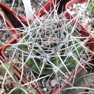 Gymnocalycium mostii var. -s