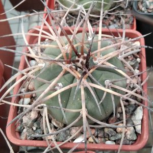 Gymnocalycium spegazzinii v. horizontalonium -s