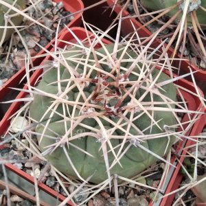Gymnocalycium spec. -s
