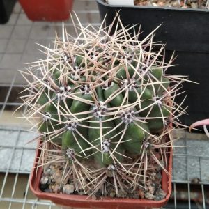 Gymnocalycium gibbosum -s