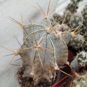 Astrophytum ornatum v. mirbellii -white form- Koehres- s