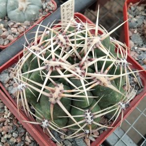Gymnocalycium monvillei RS2281 -s
