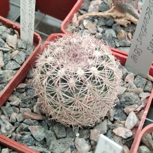 Echinomastus dasiacanthus SB48 -MG- s