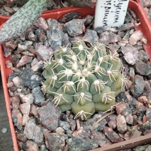 Gymnocalycium quehlianum v. flavispinum -s