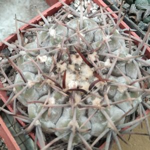 Gymnocalycium riojense cv Japan -seeds-семена-
