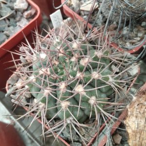 Gymnocalycium nidulans P138 -s