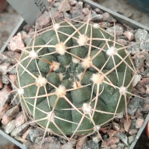 Gymnocalycium aff. capillaense P5A