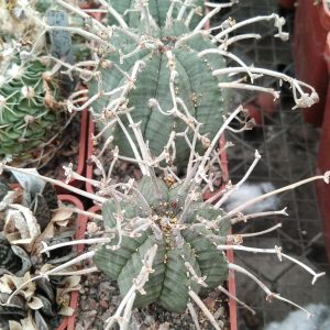 Euphorbia obesa x valida -s