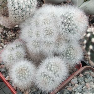 Mammillaria spec. -s