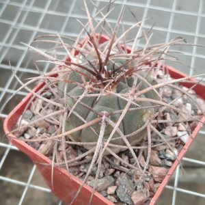 Gymnocalycium spegazzinii v. horyzontalonius -s