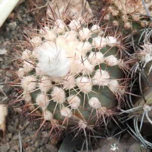 Islaya islayensis KK350 -MG- s