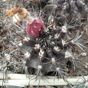 Neochilenia jusiei FR252A -seeds-семена-