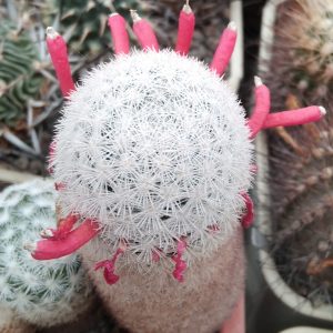 Mammillaria roseocentra SB446 -seeds-семена-