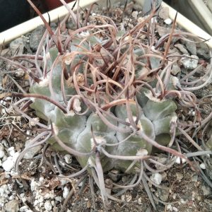 Gymnocalycium  knollii WO066 -seeds-семена-