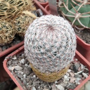 Mammillaria huitzilipochtlii -s