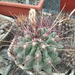 Ferocactus hamathacanthus GL150 -MG- s