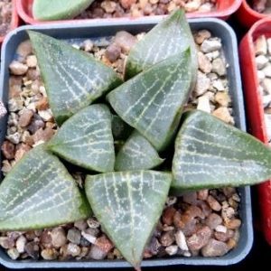 haworthia comptoniana